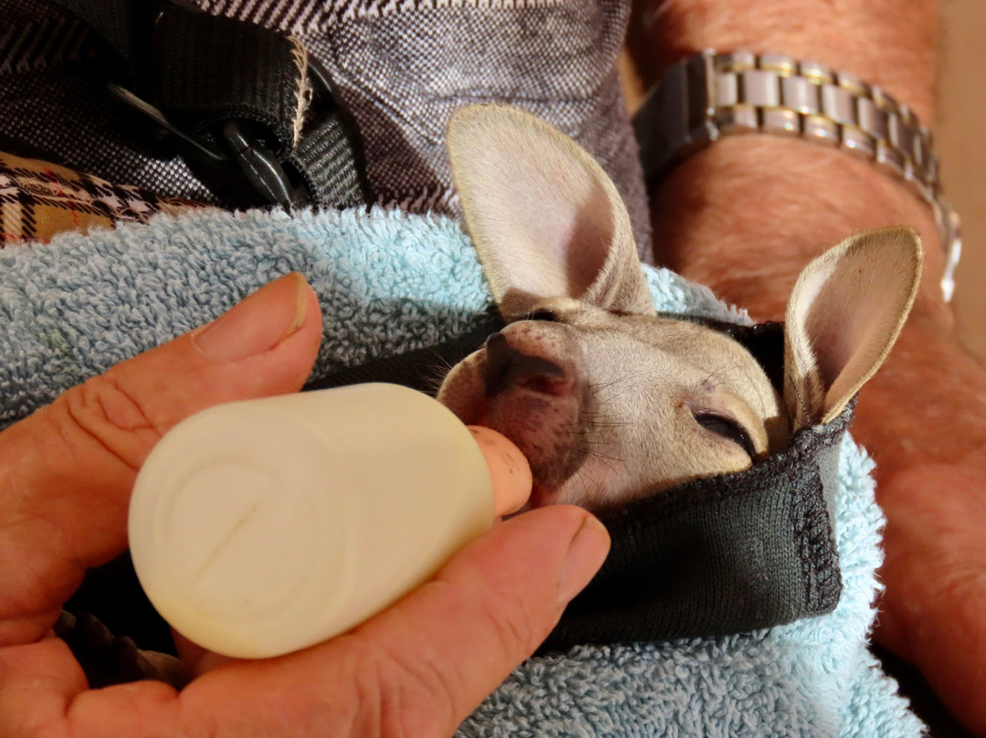 Josephine's Gallery and Kangaroo Orphanage-库伯佩迪必去景点