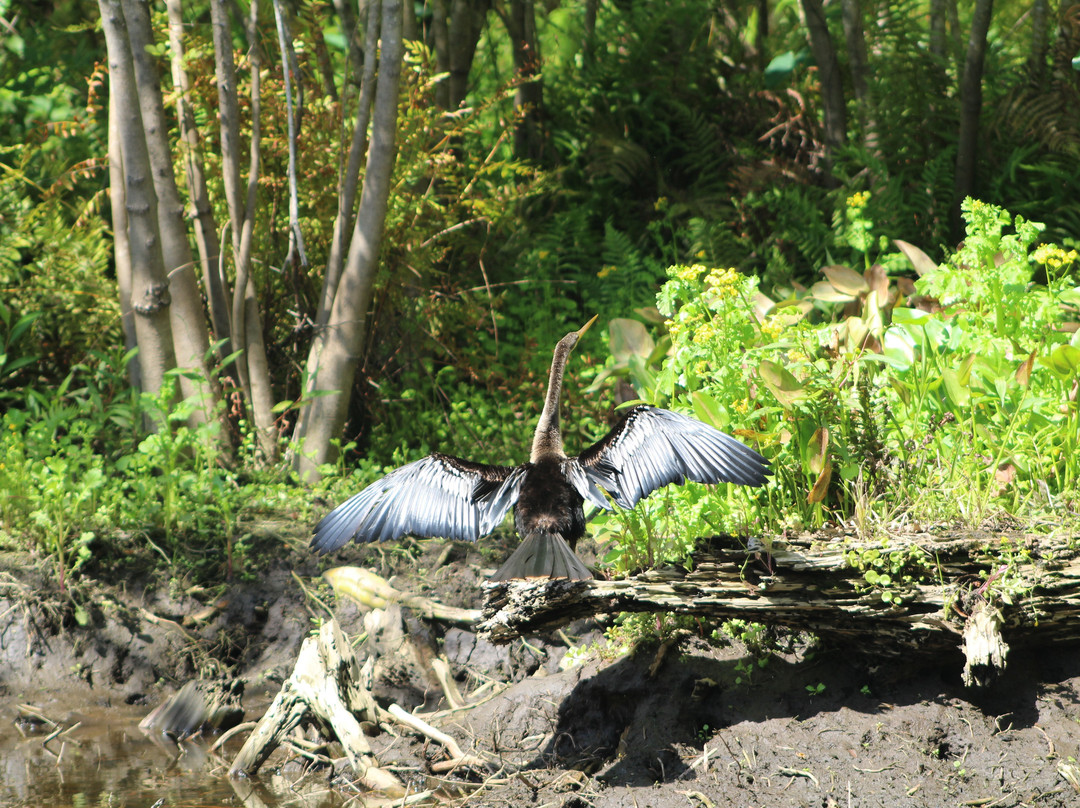Peace River Boat Tours-阿卡迪亚必去景点