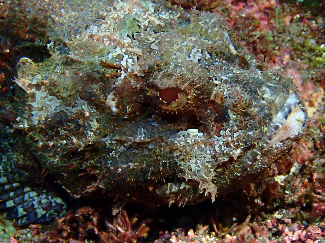 Dive Saint Helena-Jamestown必去景点