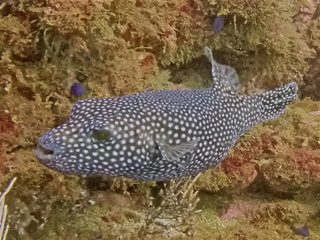 Samara Dive School景点图片