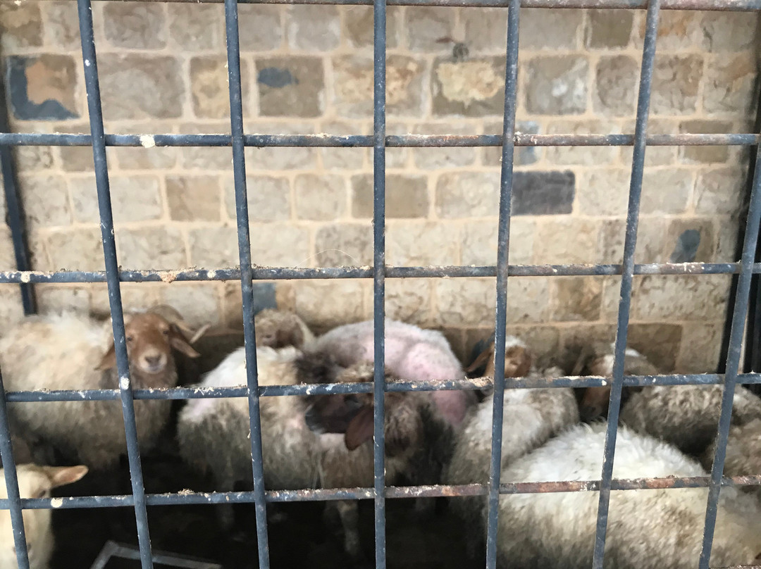 Ferme Mar Chaaya-Broummana必去景点