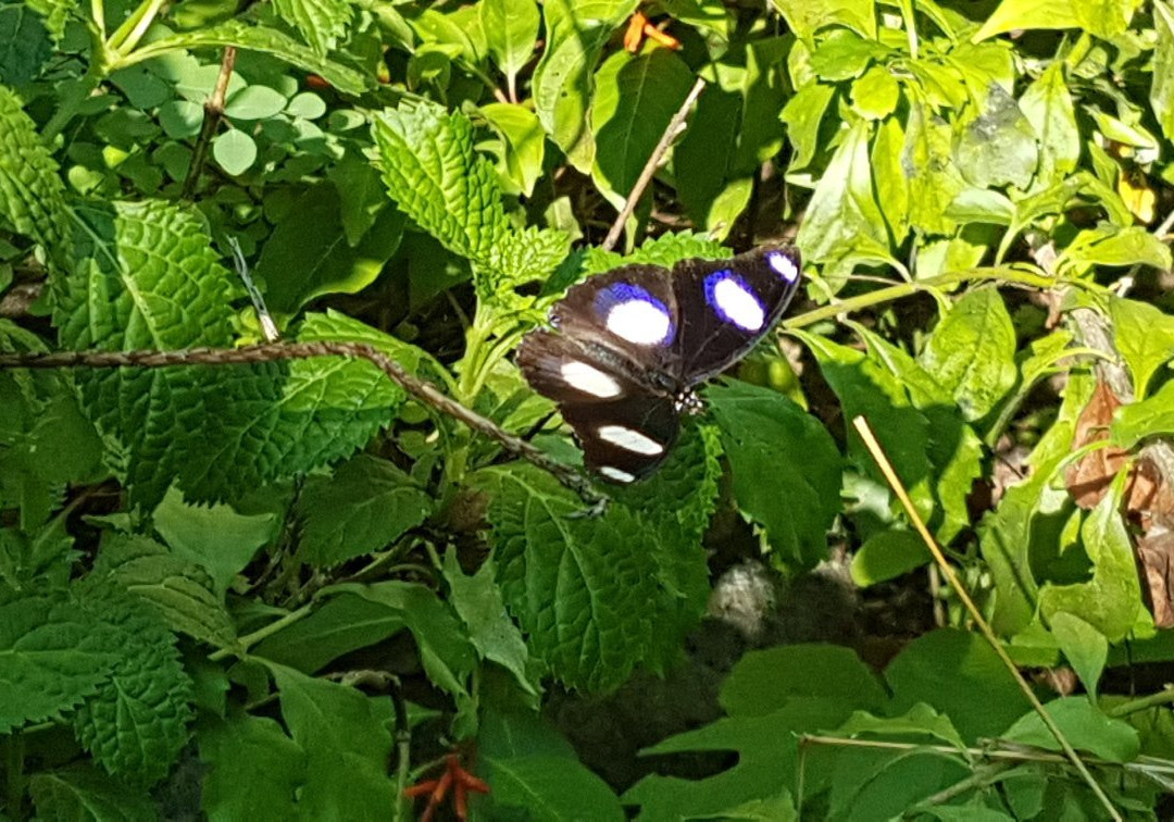 Kipepeo Butterfly House