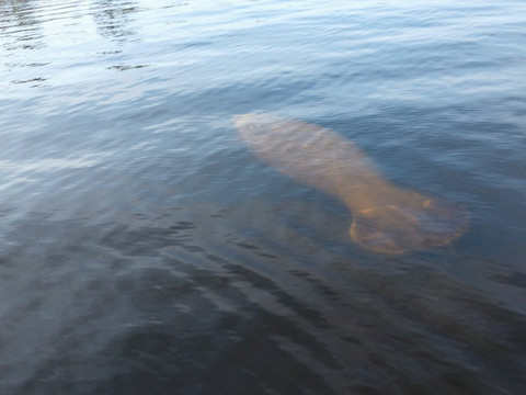 Wild Florida Ecotours-那不勒斯必去景点