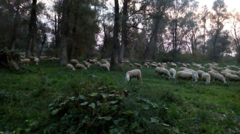 Arcadia - Bosco Multifunzionale-Bastida Pancarana必去景点