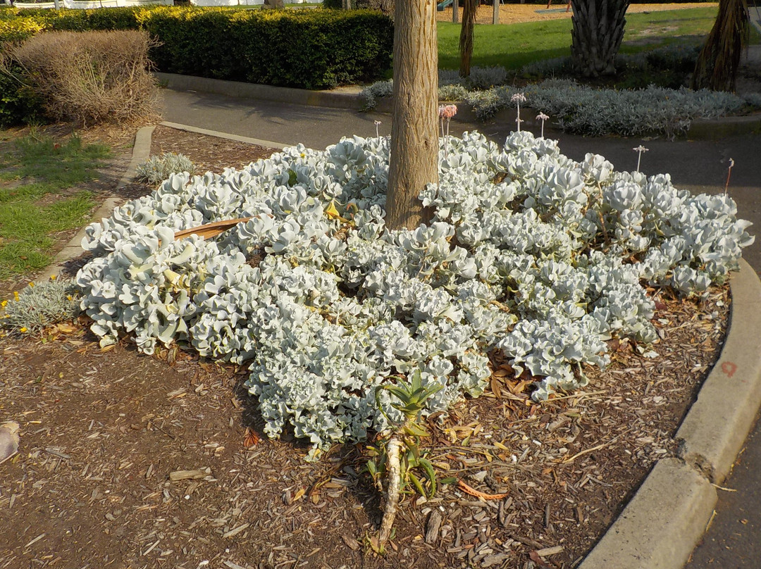 Burnett Grey Gardens-Ripponlea必去景点