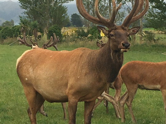 Geraldine Farm Tours-杰拉尔丁必去景点