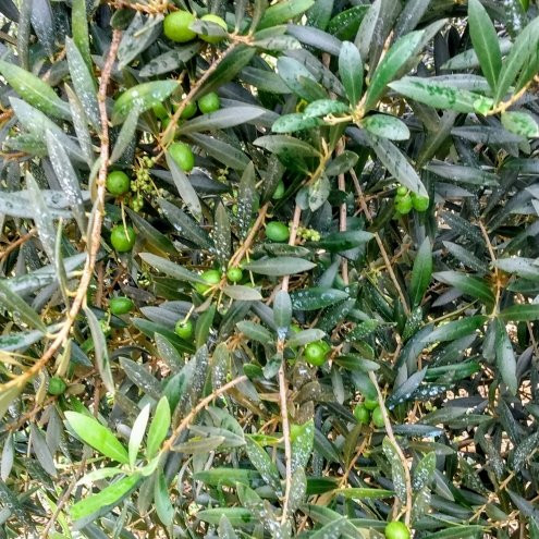 O Olival - Agroturismo-Cunha必去景点