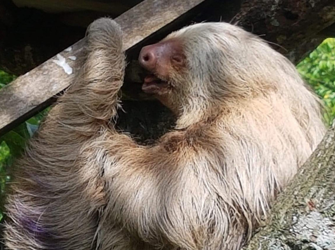 Turrucares Sloth Rescue Center Tour景点图片