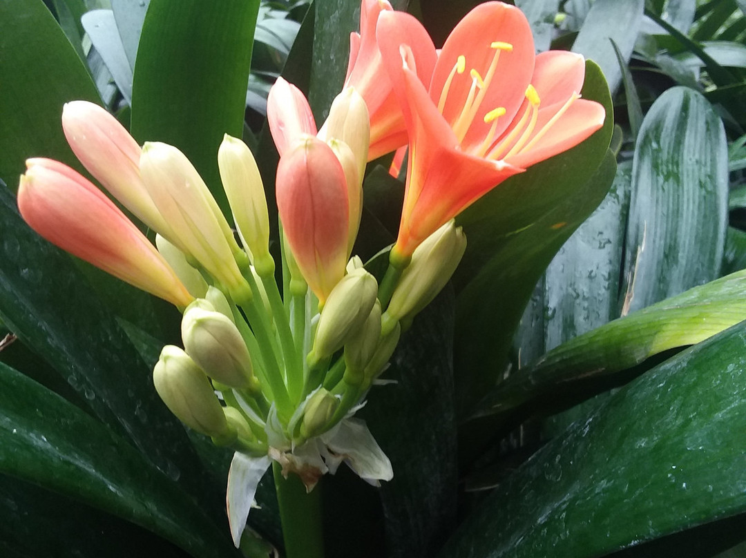 Vander Veer Botanical Park-达文波特必去景点