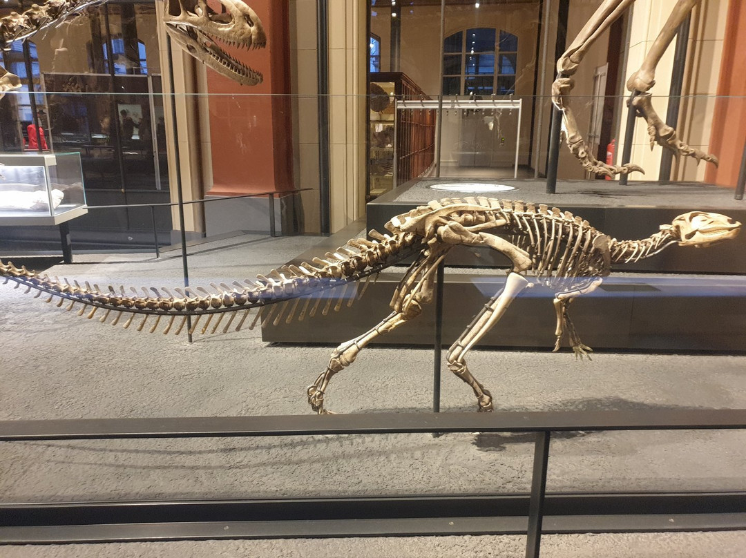 Naturkundemuseum Potsdam-波茨坦必去景点