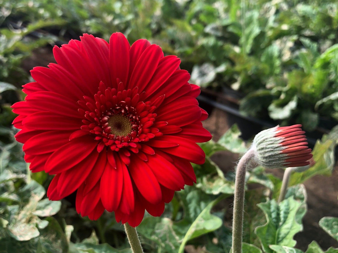 Reijers Produção de Rosas-Sao Benedito必去景点