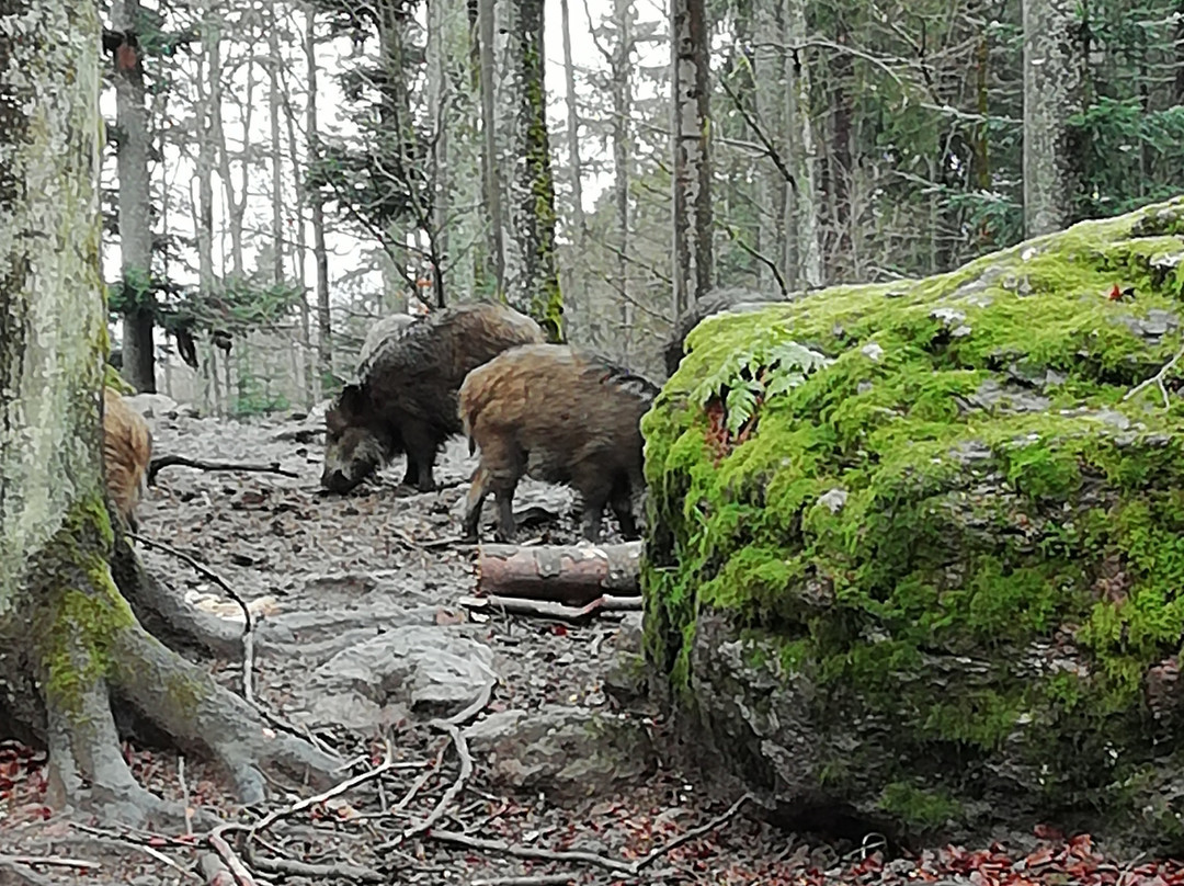 Tierfreigelaende im Nationalparkzentrum Lusen-Neuschonau必去景点