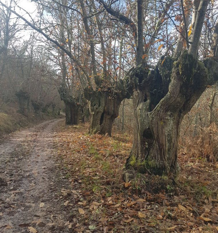 Ruta dos Sequeiros en Pena Folenche景点图片