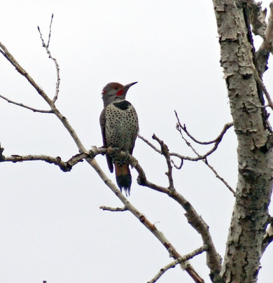Pritchard Provincial Park-Pritchard必去景点