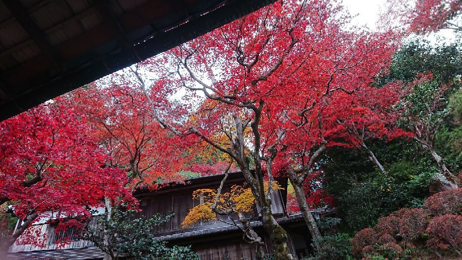 Yokokuji Temple-长冈京市必去景点