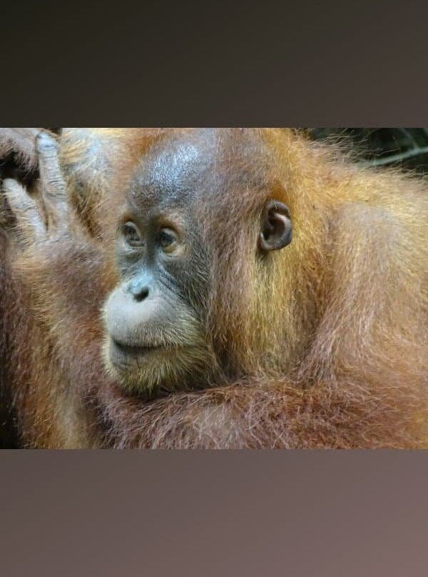 Bukit Lawang Eco-Jungle-Tours-武吉拉旺必去景点