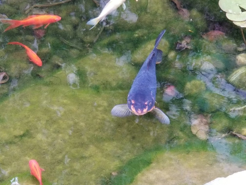 巴尔的摩北喜来登酒店主图