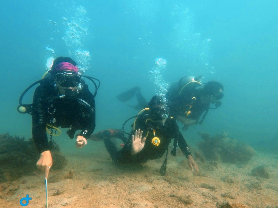 Big Fins Dive Center-San Jacinto必去景点