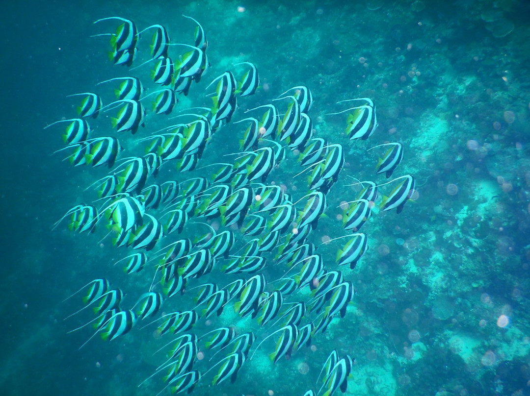 allblue Scuba& Marine Sports Club-拉普拉普必去景点
