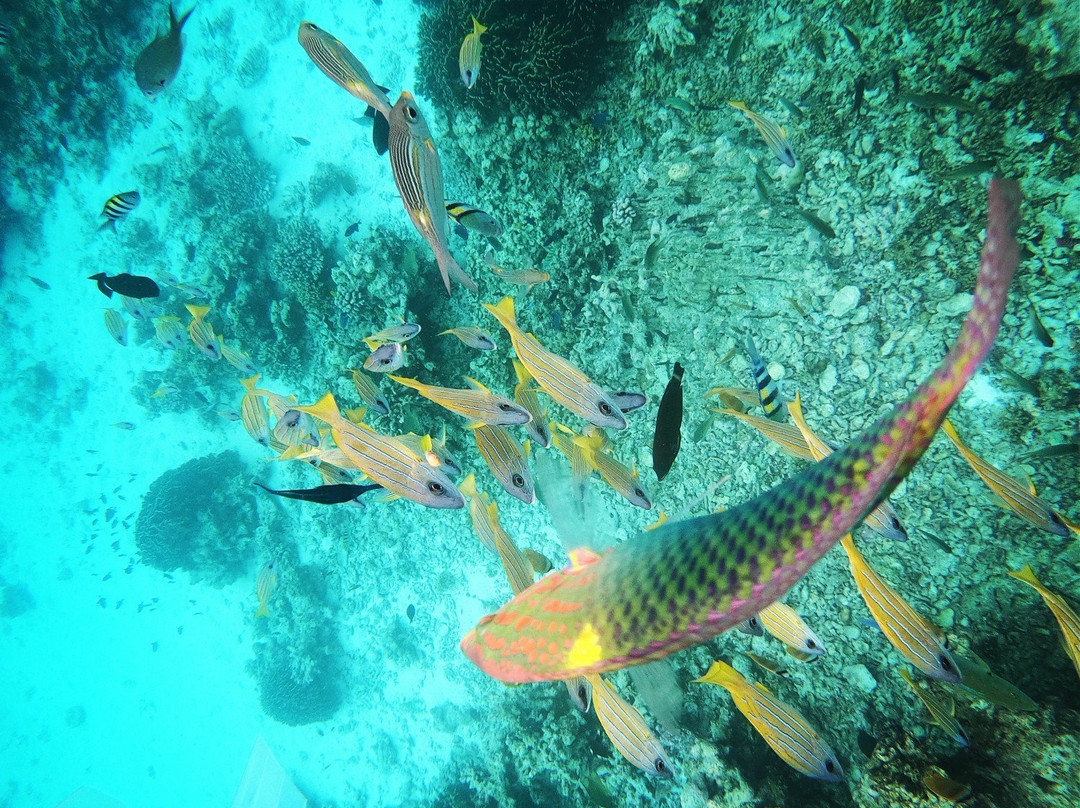 Aquatic Water Sports景点图片