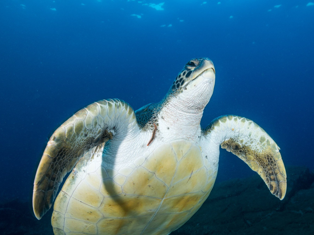 Moana Diving景点图片