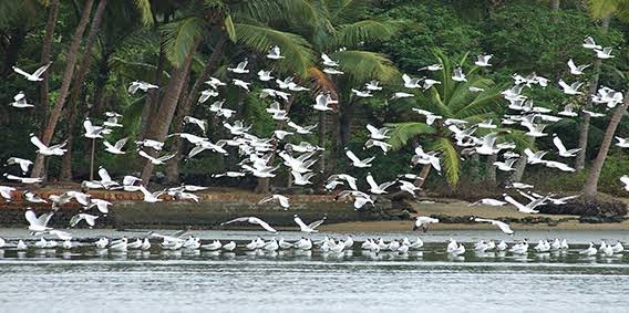 Kadalundi Bird Sanctuary景点图片