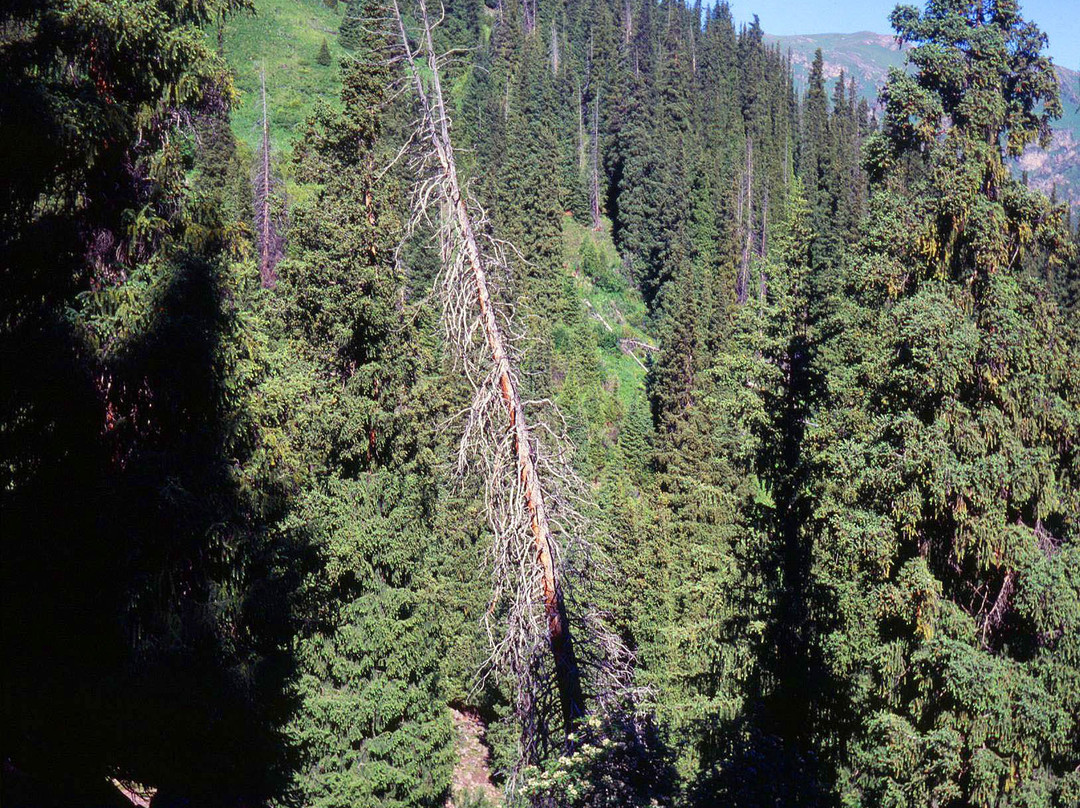 Turgenskoye Gorge-Turgen必去景点