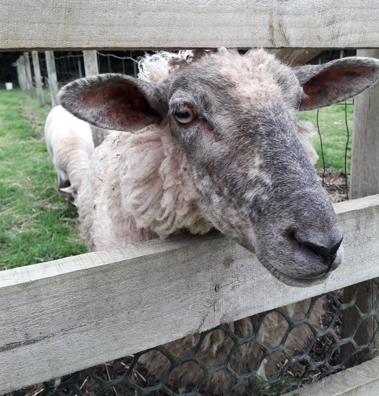 Granja Educativa Tierraviva-蒙特港必去景点