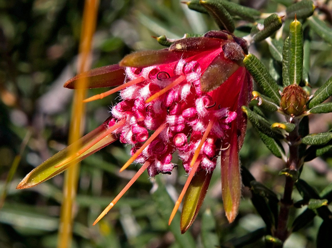Curra Moors Track-Royal National Park必去景点