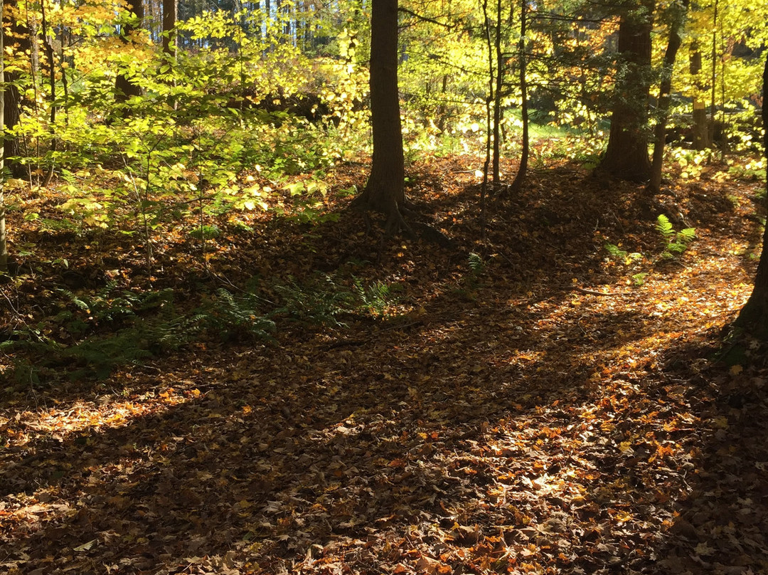 Lackawanna State Park景点图片