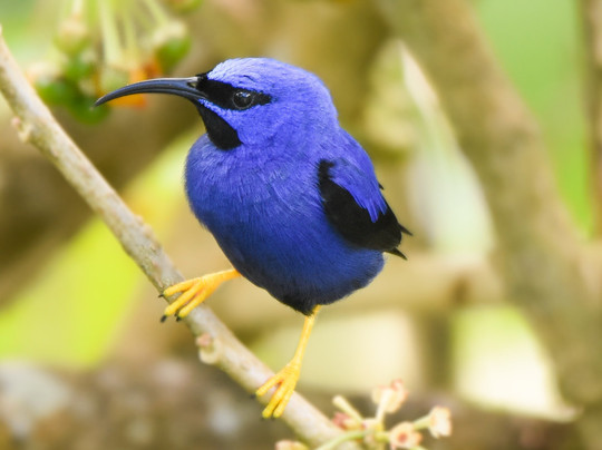 Dragontrini Wildlife and Nature Tours