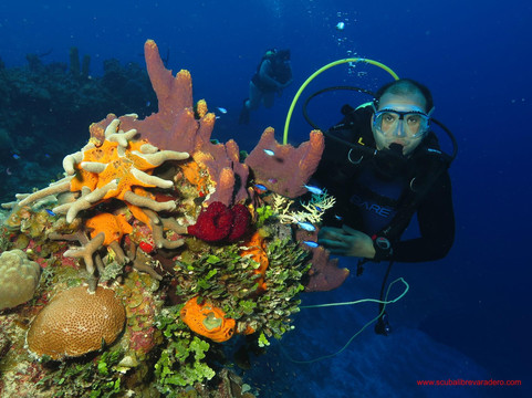 ScubaLibre Varadero-巴拉德罗必去景点