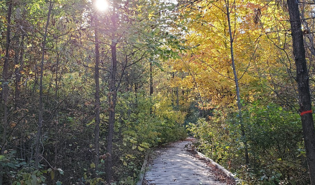 Parc-Nature-du-Bois-de-l'île-Bizard-蒙特利尔必去景点