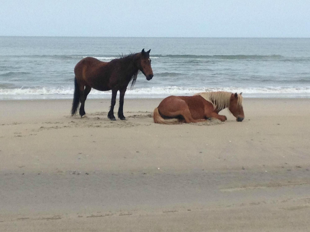 Coastal Gourmet Cheese Nuts & More-Currituck必去景点