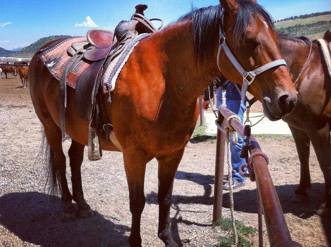Saddleback Ranch-斯廷博特斯普林斯必去景点
