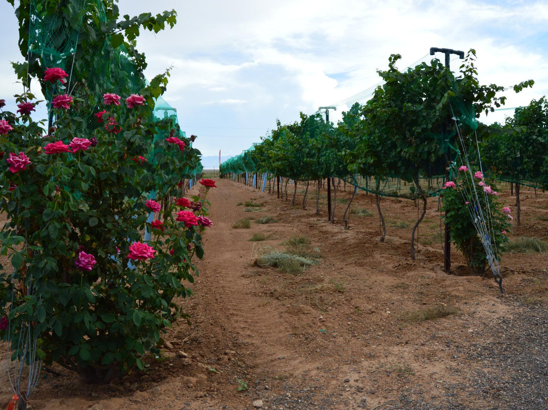 Cella Winery景点图片