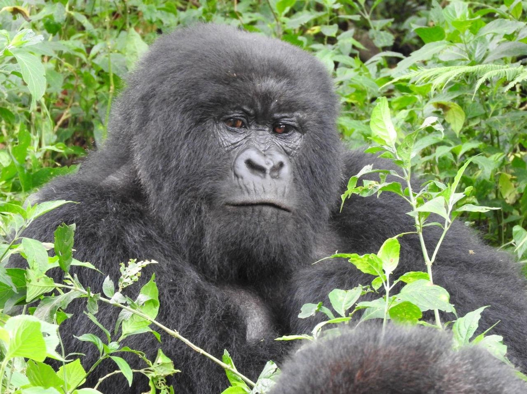 Justin mvuyekure-Kisoro必去景点