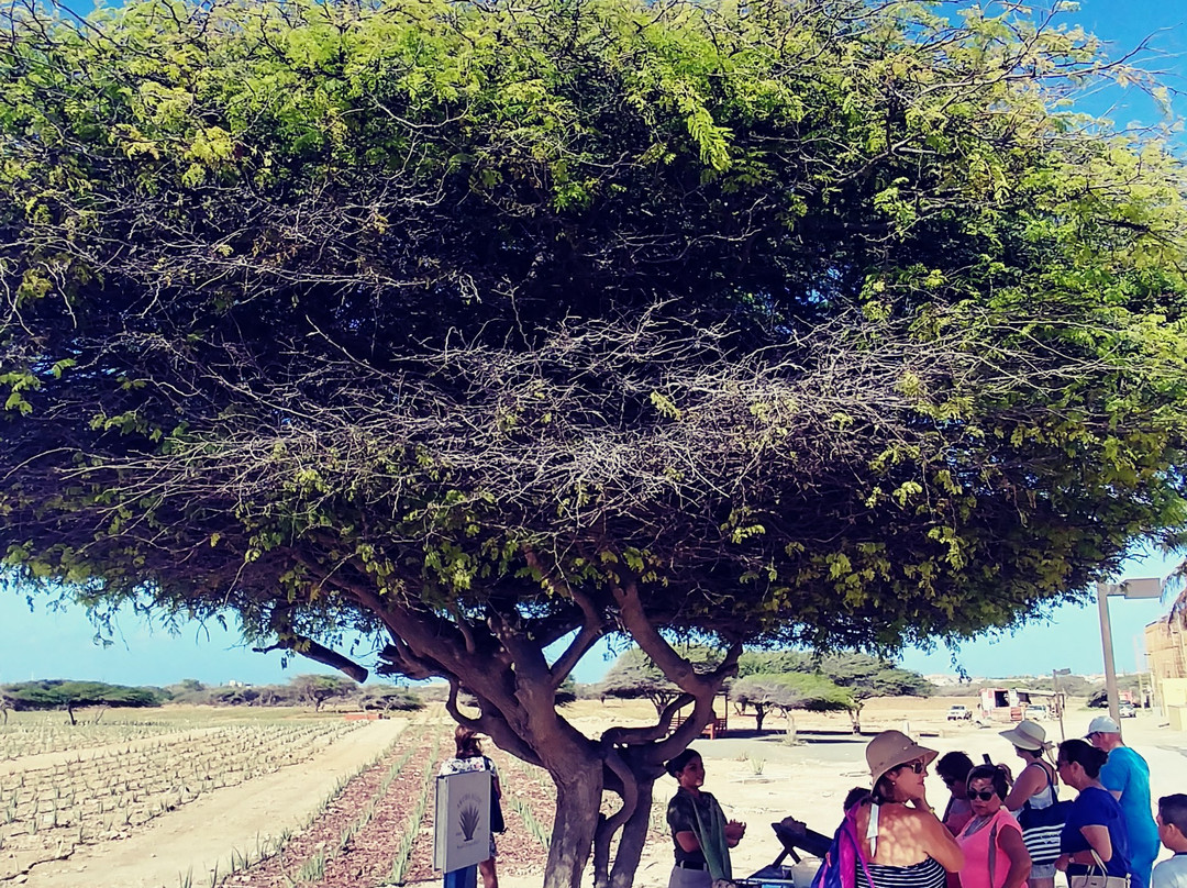 Aruba Aloe Factory, Museum and Store-阿鲁巴岛必去景点