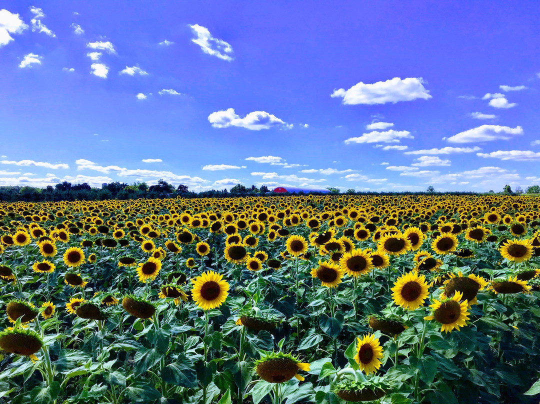 Davis Family Farm景点图片