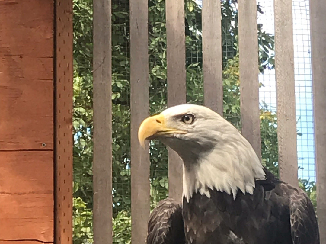 卡斯卡底猛禽中心-尤金必去景点