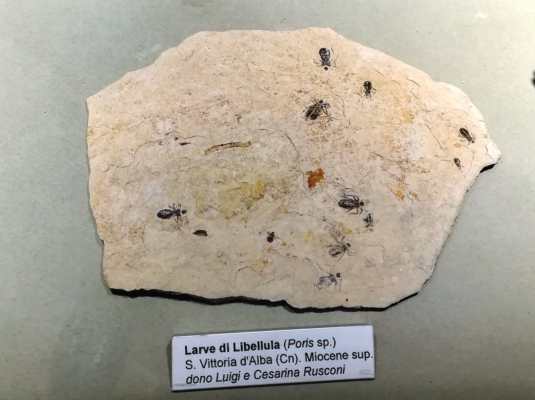 Museo Geologico G. Cortesi景点图片