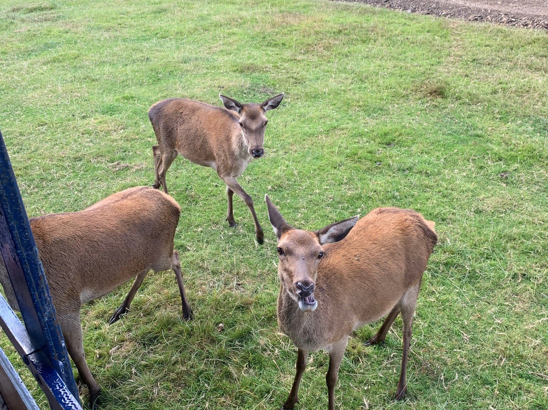 New Forest Deer Safaris-Burley必去景点