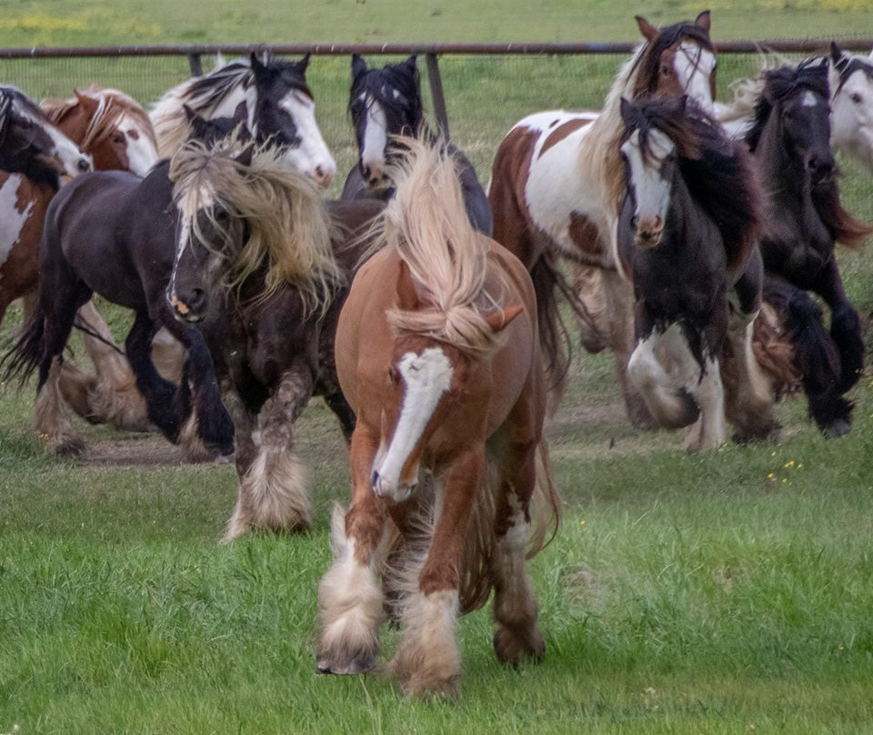 Aunique Ranch Gypsy Cob Vanner Horses-Huntsville必去景点