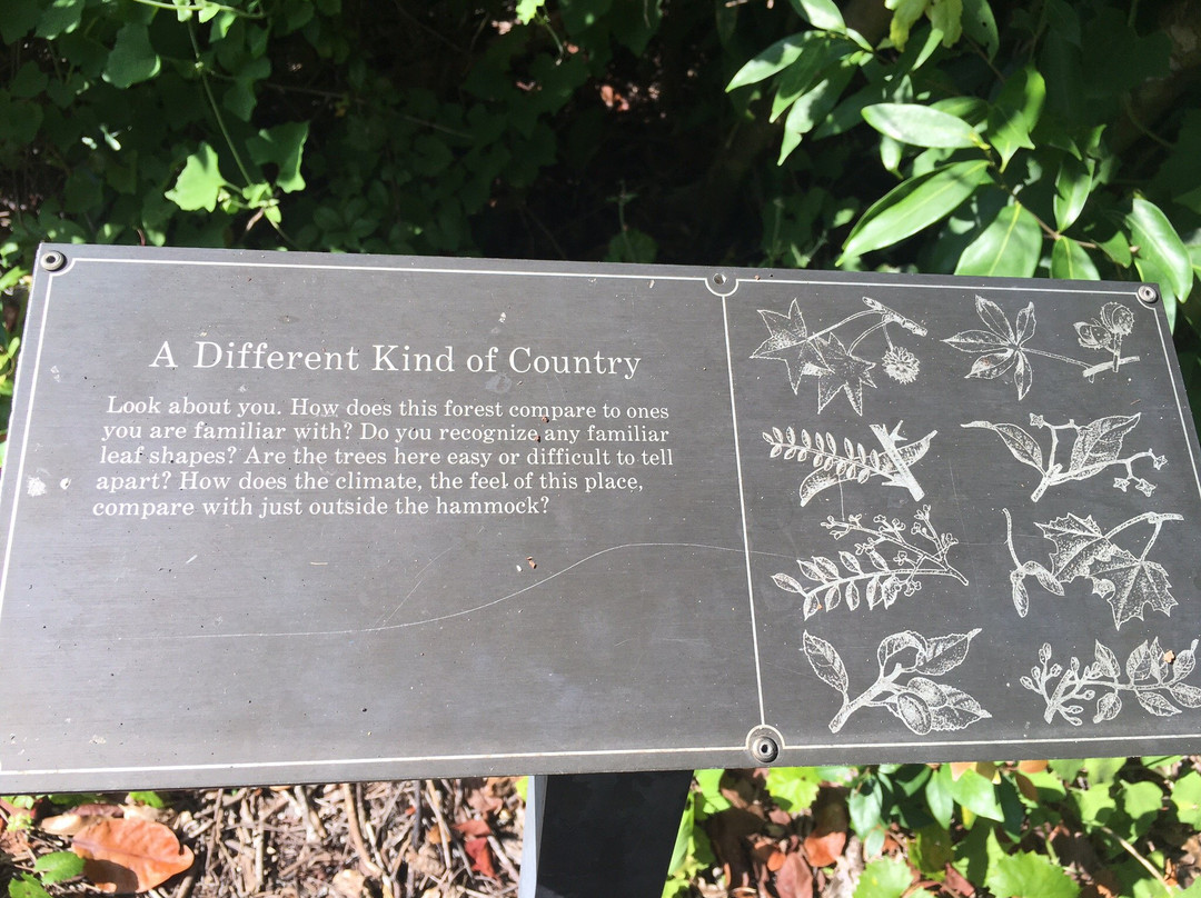 Gumbo Limbo Trail-大沼泽国家公园必去景点