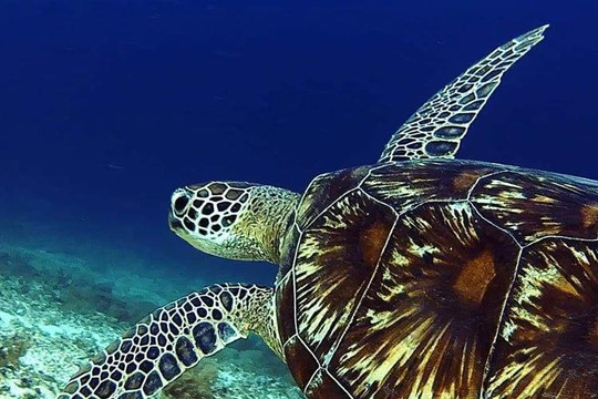 Scuba Mafia-艾湄湾必去景点