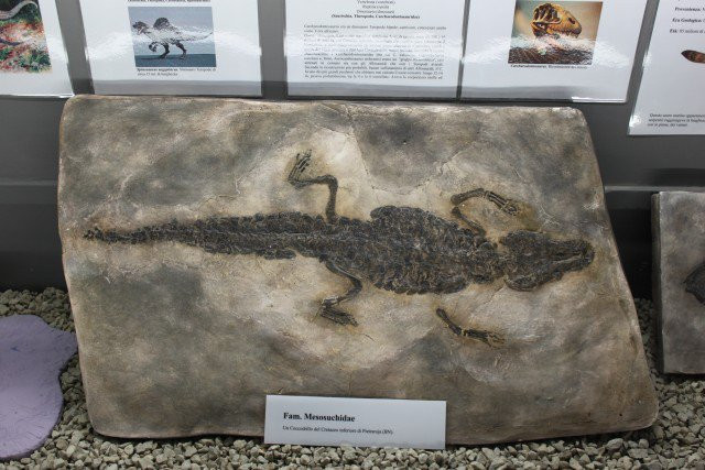 Museo Paleontologico景点图片