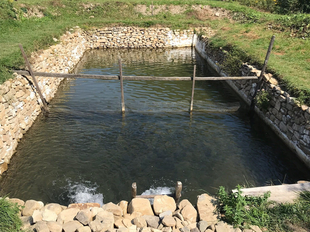 Trout Farm Eco-Trout-Yavoriv必去景点