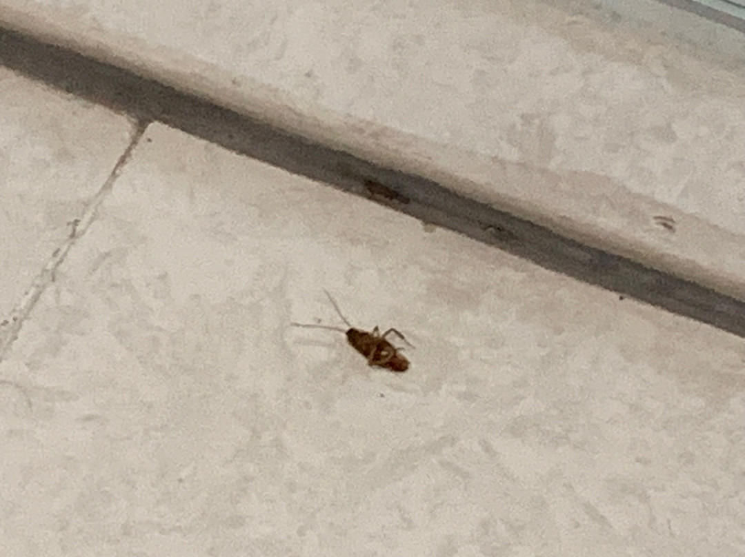 比茨茨酒店公寓主图