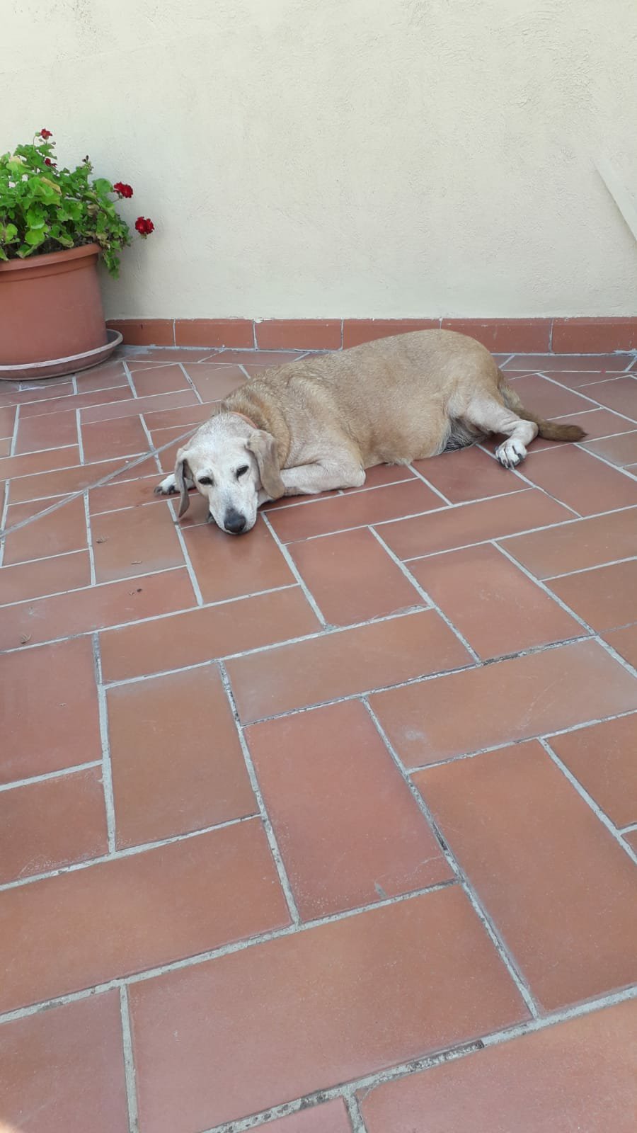 Hotel Ristorante S. Elisa-官方