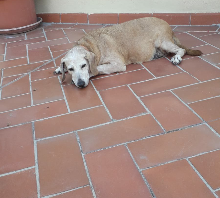 Hotel Ristorante S. Elisa主图